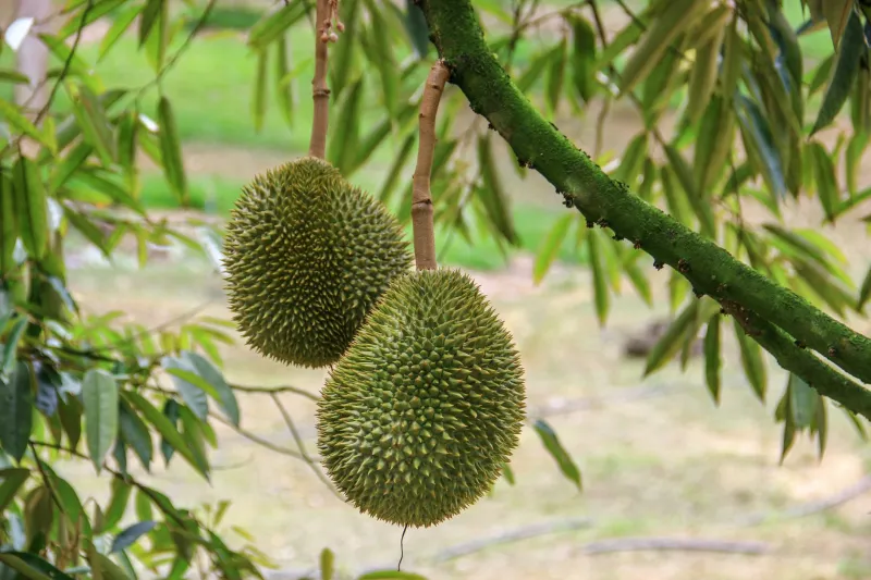 Durian: The Ultimate Litmus Test for Belonging in Malaysia